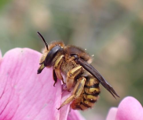 Anthidium manicatum